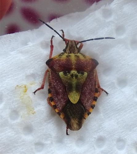 Réf. 236 553 : Carpocoris purpureipennis